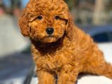 Bebek Surat Toy Poodle Yavrular