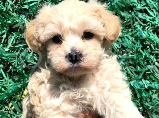 Afacan Maltipoo Dişi Yavrularımız Teslime Hazır görsel