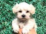 Afacan Maltipoo Dişi Yavrularımız Teslime Hazır