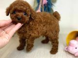 Safkan Mini Toy Poodle Yavrularimiz
