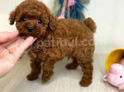 Safkan Mini Toy Poodle Yavrularimiz