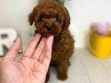 Safkan Mini Toy Poodle Yavrularimiz