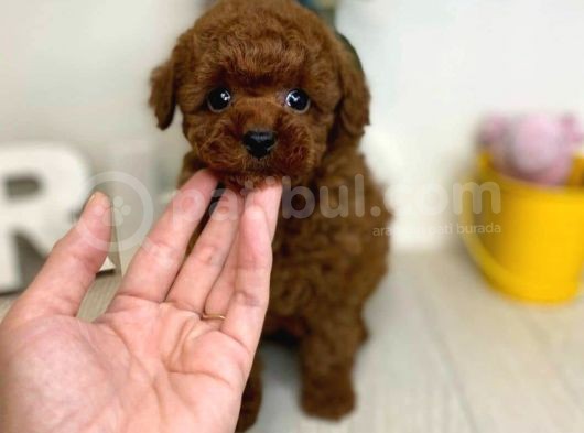 Safkan Mini Toy Poodle Yavrularimiz görsel