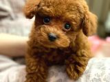 Safkan Mini Toy Poodle Yavrularimiz