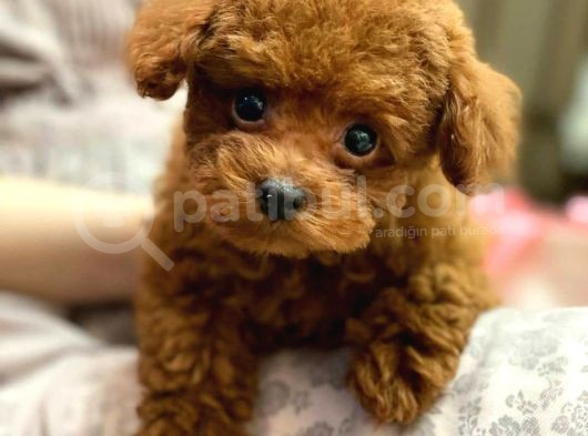 Safkan Mini Toy Poodle Yavrularimiz görsel