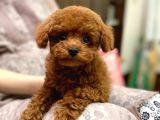 Safkan Mini Toy Poodle Yavrularimiz