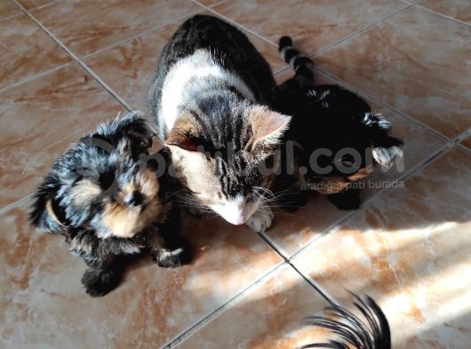 3 Aylik Çok Mutlu Yorkshire Yavrular (Erkek) görsel