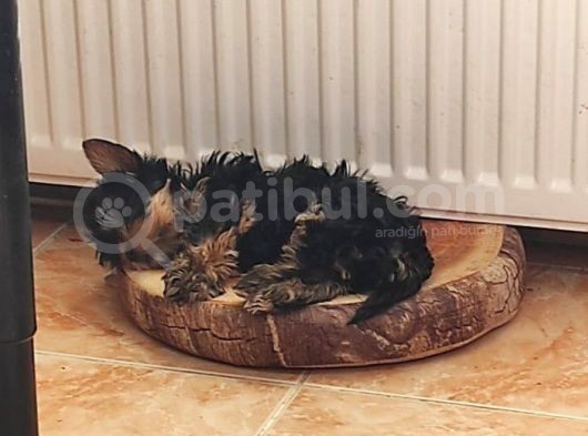 3 Aylik Çok Mutlu Yorkshire Yavrular (Erkek) görsel