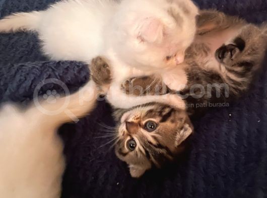 White Ve Brown Tabby Scotti̇sh Fold Yavrular görsel