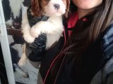 Cavalier King Charles Yavru (Bursa Köpek Okulu)