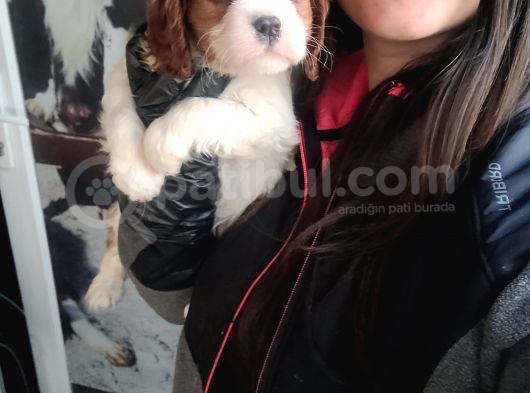 Cavalier King Charles Yavru (Bursa Köpek Okulu) görsel