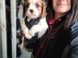 Cavalier King Charles Yavru (Bursa Köpek Okulu)