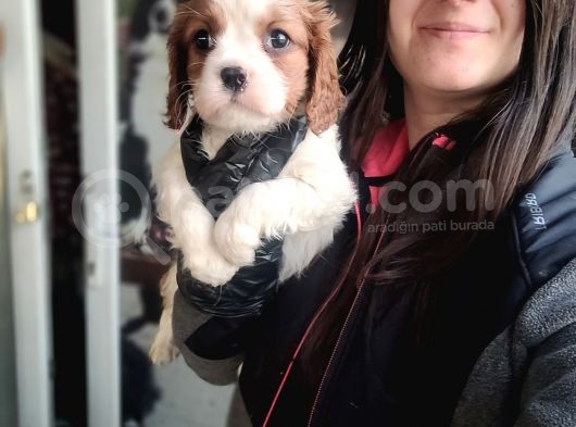 Cavalier King Charles Yavru (Bursa Köpek Okulu) görsel