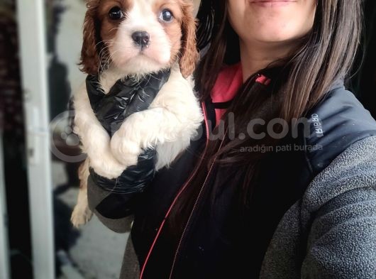 Cavalier King Charles Yavru (Bursa Köpek Okulu)