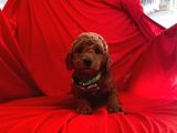 Safkan Toy Poodle Yavrularımız