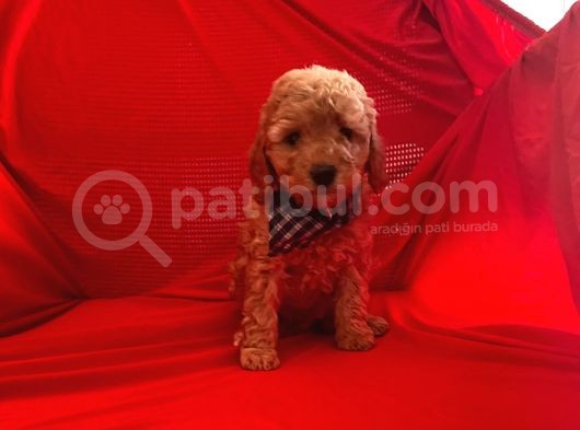 Safkan Toy Poodle Yavrularımız görsel