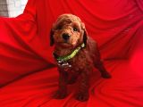 Safkan Toy Poodle Yavrularımız