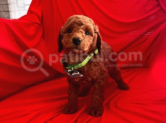 Safkan Toy Poodle Yavrularımız