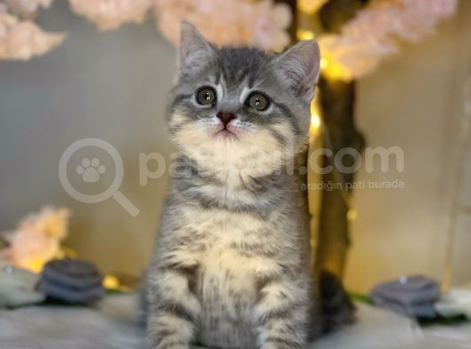 Kusursuz Güzelli̇k Bri̇ti̇sh Shorthai̇r Blue Golden görsel