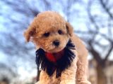 Apricot Erkek Orjinal Toy Poodle