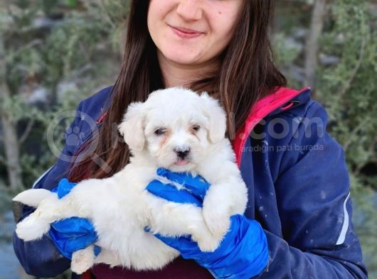 Maltese Yavrular (Bursa Köpek Okulu) görsel
