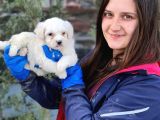 Maltese Yavrular (Bursa Köpek Okulu)