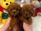 Irk ve Sağlık Garantili Red Toy Poodle Yavrulari