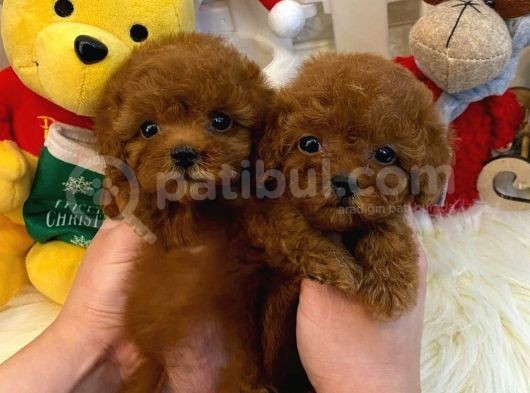 Irk Ve Sağlık Garantili Red Toy Poodle Yavrulari