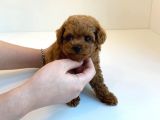 Irk Ve Sağlık Garantili Red Toy Poodle Yavrulari