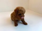 Irk Ve Sağlık Garantili Red Toy Poodle Yavrulari