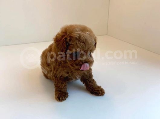 Irk Ve Sağlık Garantili Red Toy Poodle Yavrulari görsel
