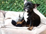 Egzotik Frenchbulldog