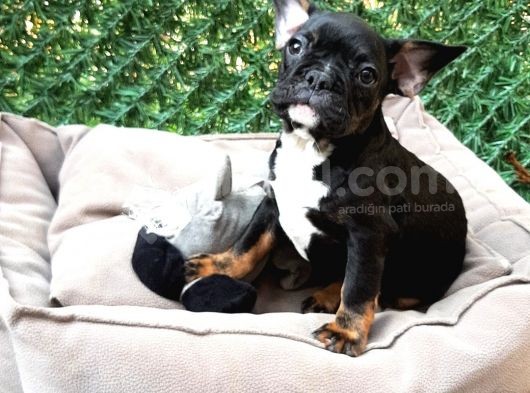 Egzotik Frenchbulldog