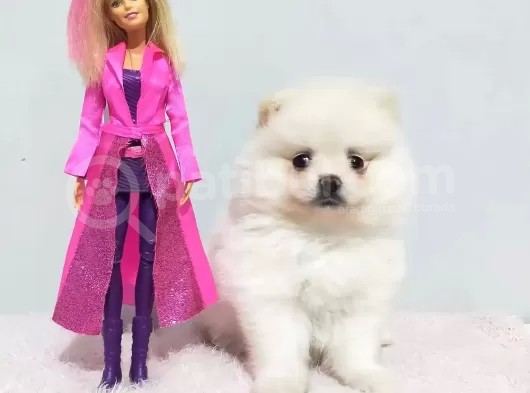 Bu Pomerani̇anlar Kaçmaz görsel