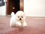 AA Kalite Safkan  Pomeranian Oğlumuz