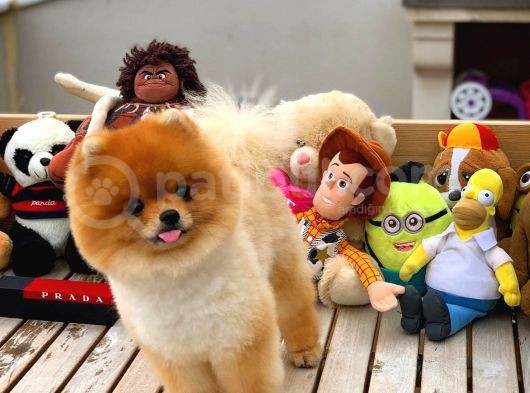 Aa Kalite Safkan  Pomeranian Oğlumuz görsel