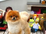 Aa Kalite Safkan  Pomeranian Oğlumuz