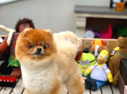 Aa Kalite Safkan  Pomeranian Oğlumuz görsel