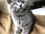 Safkan British Shorthair