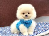 Orji̇nal Pomerani̇an Boo