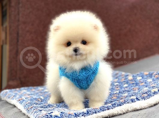 Orji̇nal Pomerani̇an Boo