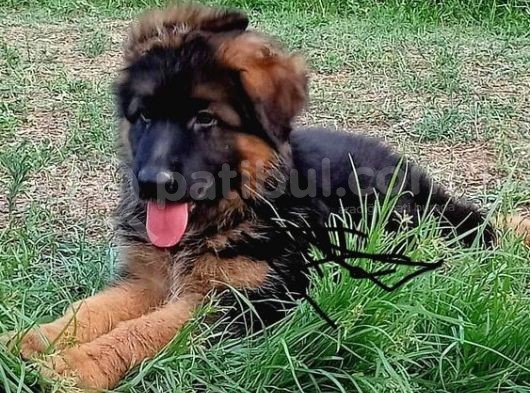 Fci̇ Scrli̇ Üst Düzey Alman Kurdu Yavrulari görsel