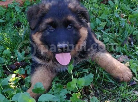 Alman Kurdu Yavruları Kalitenin Merkezi görsel