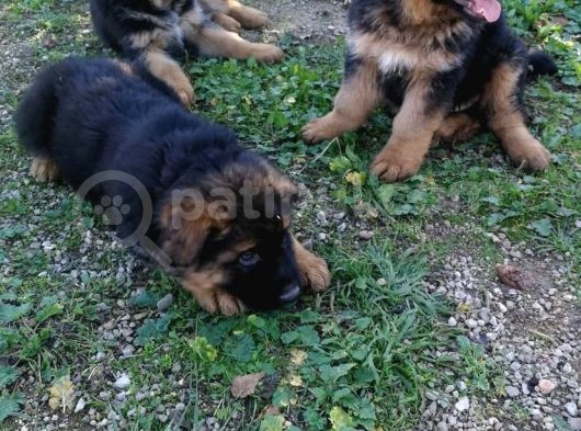 Alman Kurdu Yavruları Kalitenin Merkezi görsel