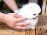 Ayı Surat Pomeranian Boo Yavrularımız