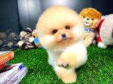 Ayı Surat Pomeranian Boo Yavrularımız