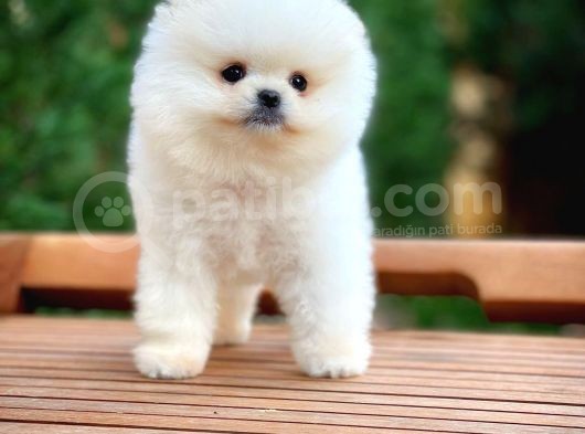 Ayı Surat Pomeranian Boo Yavrularımız görsel