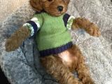 A Kali̇te Toy Poodle Bebekler Garanti̇li̇