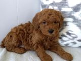 Red Toy Poodle Bebekler Üat Kali̇te