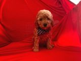 Safkan Toy Poodle Yavrumuz